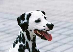 旭川市の緑の森どうぶつ病院 旭神センター病院のご紹介 | 高度医療設備と動物に優しい環境を完備した総合獣医病院